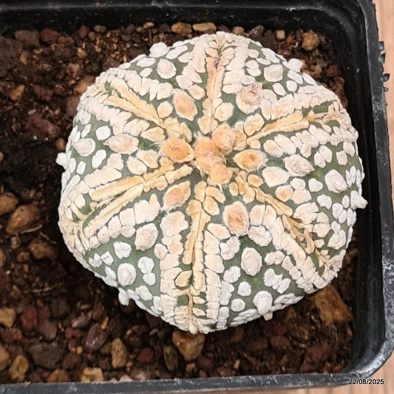D6139 ASTROPHYTUM SUPERKABUTO pot7-H4,5-W5 cm  MaMa Cactus Green Plant