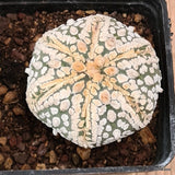 D6139 ASTROPHYTUM SUPERKABUTO pot7-H4,5-W5 cm  MaMa Cactus Green Plant