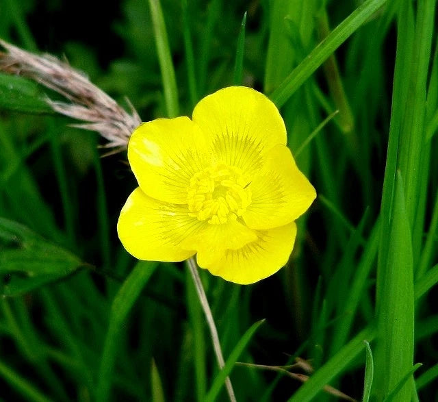 Photo 6x4 Bulbous Buttercup  (Ranunculus bulbosus) - flower Postwick This c2017 Ranunculus