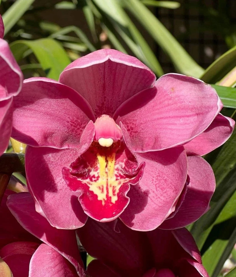 Pink and magenta cymbidium orchid bloom with yellow lip, in a pot