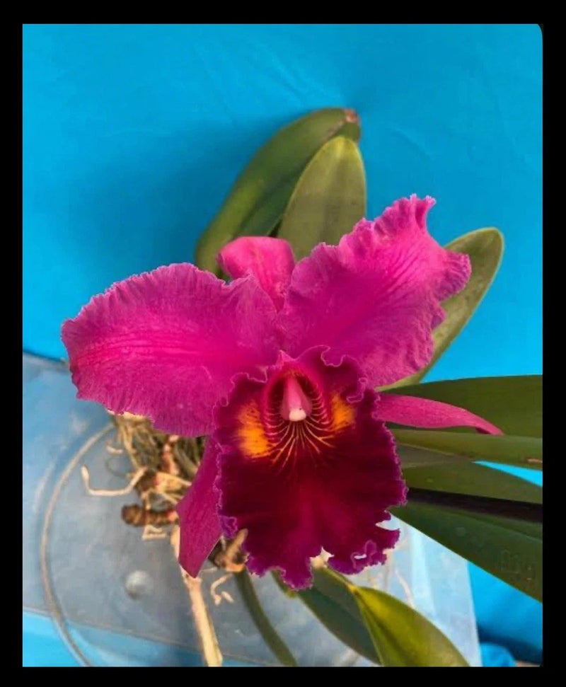 Bright pink red orchid flower with ruffled petals and green leaves