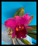 Rlc HeavenÕs Gate X Kilauea At Night ÔNew FlowÕ Large Red Orchid Eros 7Ó Pt Orchids
