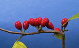 10 SPICEBUSH Wild Allspice Lindera Benzoin Spice Bush Berry Yellow Flower Seeds Flowering Plants