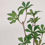 1/6 Scale Dollhouse Miniatures 11.5" Inch Green Potted Plant Tree Mini Garden Flowering Plants