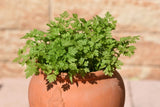 150 GARDEN CHERVIL (Gourmet Parsley) Anthriscus Cerefolium Herb Flower Seeds Garden Plants