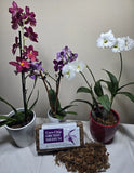 Orchids Medium Coco-chip Orchids