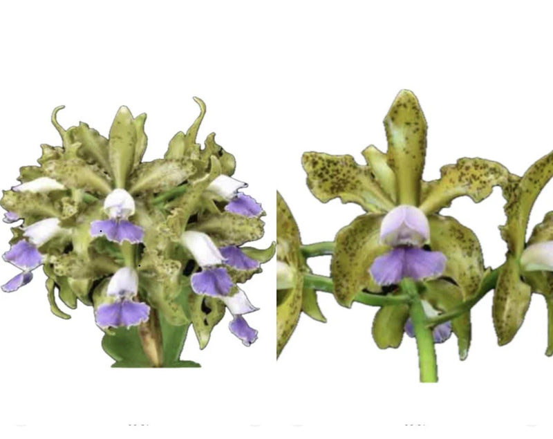 Green orchid spray with spotted petals and purple lavender flowers