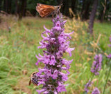 BETONY Betonica Officinalis - 100 Bulk Seeds Garden Plants
