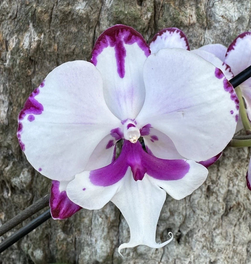 White and purple Phalaenopsis orchid bloom on a plant