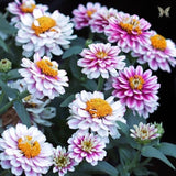 100+ Zahara Double Raspberry Ripple Zinnia Seeds for Garden - FREE SHIPPING! Garden Plants