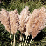 20 Stems Dried Pampas Grass Bouquet Pampas Grass