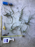 Tillandsia intermedia Clothesline Tillandsia epiphyte Orchids