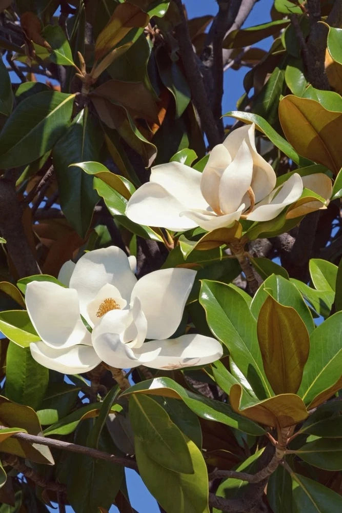 2 Southern  Magnolia Tree Bare-root /Magnolia grandiflora Flowering Plants