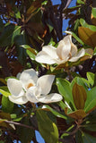2 Southern  Magnolia Tree Bare-root /Magnolia grandiflora Flowering Plants
