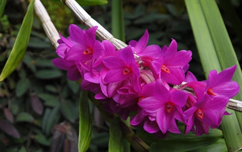 Cluster of purple Dendrobium orchid flowers on green canes