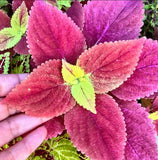 3 Live Alabama Sunset Coleus Plants, 5Ð9" Tall, No Pot, Colorful Foliage Green Plant