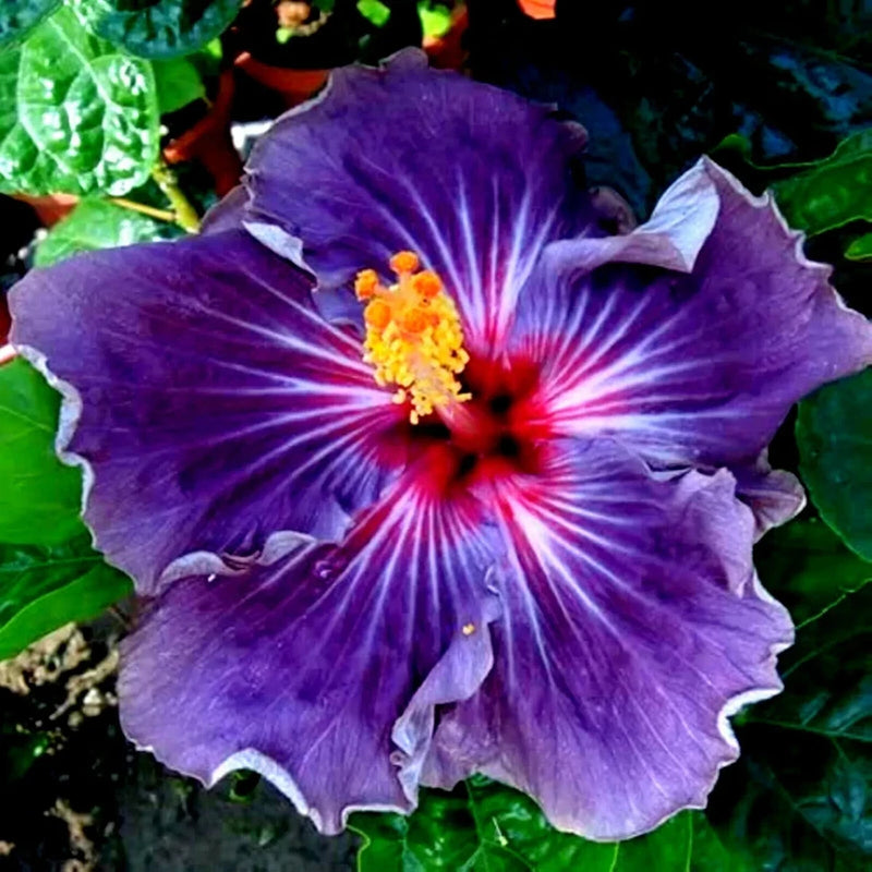 Purple hibiscus mallow flower with yellow center and red-striped petals