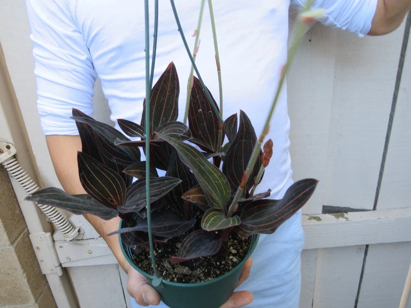 Black jewel orchid in dark pot, strap leaves with pink-white pinstripes