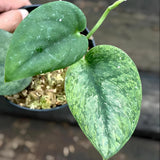 Scindapsus Silver Knight Golden Mint Variegated Jungle Plant Green Plant