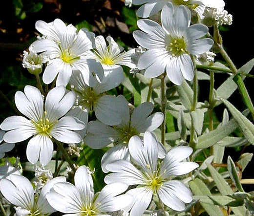 SNOW IN SUMMER Cerastium Tomentosum - 15,000 Bulk Seeds Flowering Plants