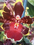 ORCHID PLANT Odcdm Wildcat Golden Ref star 3 in pot 1 sp Orchids