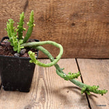 D4661 MONADENIUM ELLENBECKII F. CAULOPODIUM pot10-H16-W29 cm MaMa Cactus Green Plant