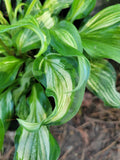 Hosta undulata Mediovariegata Streaked Green And White Wavy Live Bareroot Plant Garden Plants