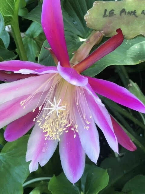 Pink and white orchid cactus flower with long slender petals, hanging stamens