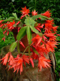 6" - 15"  Orchid  Fresh cutting plant Cactus,to Orchids