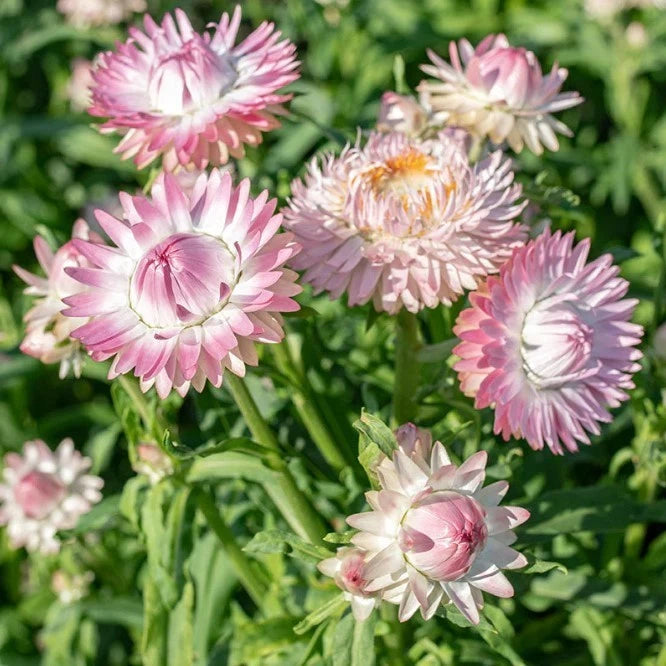 Silvery Rose Strawflower - Pack 100 Seeds - Annual Rose Pink Blooms Plant Garden Plants