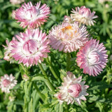 Silvery Rose Strawflower - Pack 100 Seeds - Annual Rose Pink Blooms Plant Garden Plants