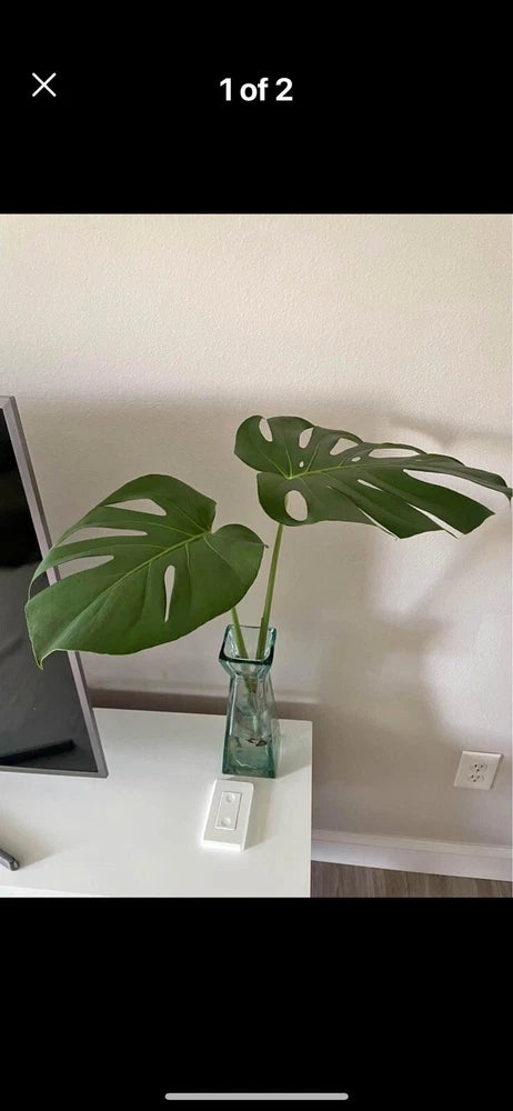 monstera deliciosa In Pot Orchids