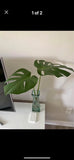 monstera deliciosa In Pot Orchids