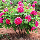 50 TREE PEONY Mountain Paeonia Suffruticosa Arborea Mix Flower Shrub seeds Peony