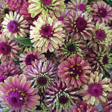 25 RED LIME QUEENY ZINNIA Elegans Green Queen Flower Seeds Flowering Plants