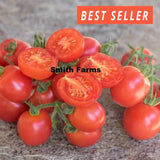 50+ Seeds Dwarf Bendigo Blush Tomato Easy Vegetable Garden Planting Edible Garden Plants