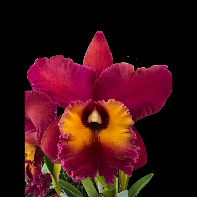 Live orchid plant with vivid fuchsia blooms and yellow centers, green leaves