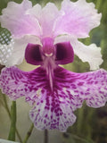 Orchid Plant Papilionanthe hookeriana aprox 6 in stem starter Orchids