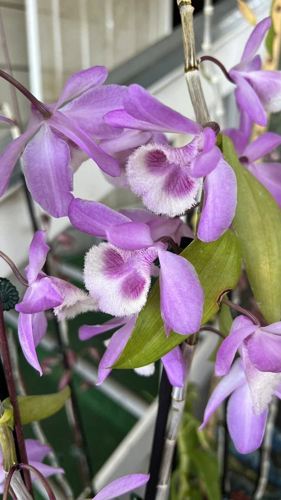Purple and white orchid blooms with fuzzy centers and green leaves