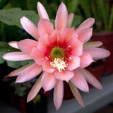 1 Agatha Epiphyllum Orchid Cactus Cutting 8-10 inches long Orchids
