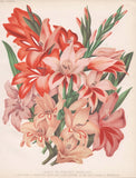 Gladiolus sword flower sword lily Gladiolus flower botany botany Robinson litho Lily