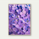 Vibrant Purple Hydrangea Flower Bloom  Wall Art Poster Choose Your Size Hydrangea