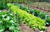HEIRLOOM Survival Kit Perfect Vegetable Garden Save Seeds 5 Varieties PLANT NOW! Garden Plants