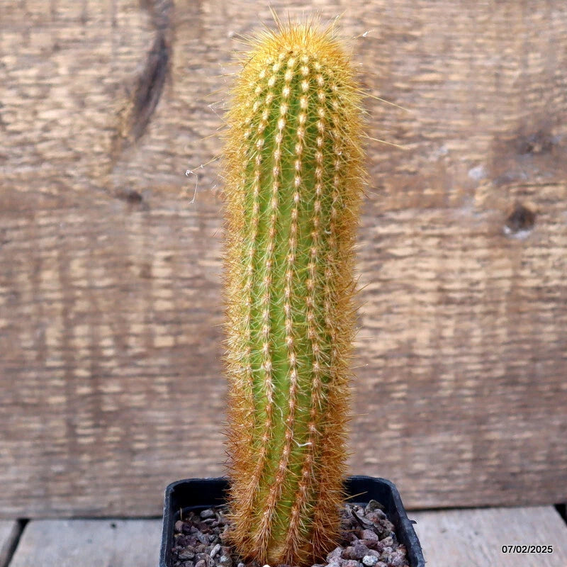 Tall green cactus in small black pot with spines and visible soil