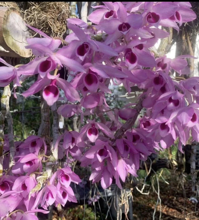 Purple orchid plant with dense cluster of ruffled blossoms