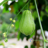 30 Seeds Chayote Mexican Cucumber Christophine Mirliton GŸisquil Edible Plants Flowering Plants