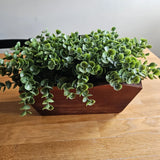 Faux Eucalyptus Boxwood with Cascading Leaves Green Plant