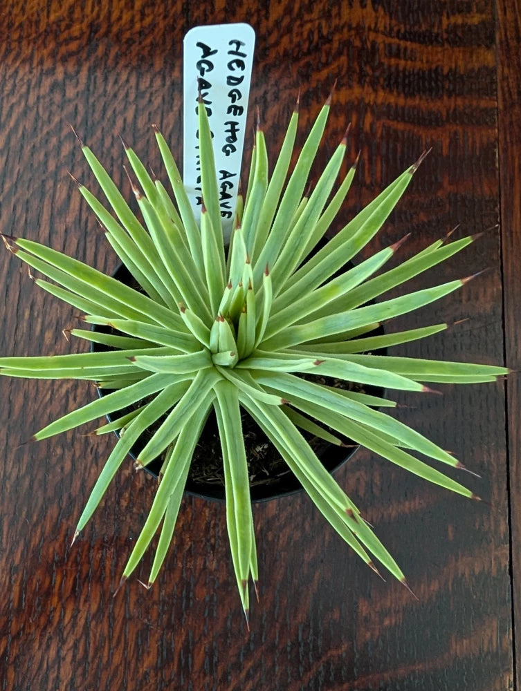 Green agave hedgehog plant in 4-inch pot with spiky leaves and label