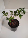 Ligustrum japonicum Bush, Live Plant, 1 Gallon Pot. Green Plant