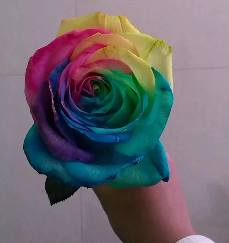 25pc RAINBOW ROSE SEEDS Garden Plant Flower rare exotic USA seller FREE shipping Garden Plants